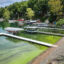 The steady increase in harmful algal blooms has spurred residents and officials around Owasco Lake to develop proposed enforceable rules to minimize the phosphorous and nitrogen runoff from farms in their watershed. Credit: New York Department of Environmental Conservation