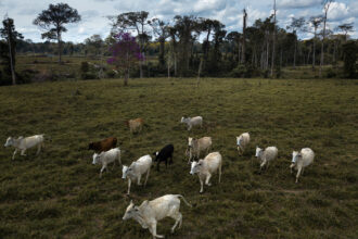 Cattle graze in an area near recent deforestation in the state of Acre, Brazil on July 14, 2022. Credit: Rafael Vilela/The Washington Post via Getty Images