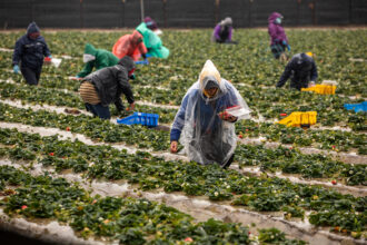 Farmworkers pick strawberries on a field in Oxnard, California. Growers applied more than 60 million pounds of the fumigant 1,3-dichloropropene on crops such as strawberries to kill nematodes and other soil-dwelling organisms in 2018, the most recent year data is available. Credit: Mel Melcon/Los Angeles Times via Getty Images