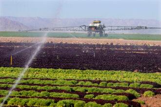 Sprinklers water a lettuce field in Holtville, California on Feb. 9, 2023. The agriculture sector uses about 80 percent of the state’s consumed water. Credit: Sandy Huffaker/AFP via Getty Images