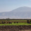 Trabajadores agrícolas en un campo cerca de Bakersfield, California. Crédito: Citizen of the Planet/UCG/Universal Images Group via Getty Images