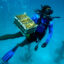 A member of the Coral Restoration Foundation brings up threatened coral transplants from the Florida Keys waters for safe keeping on land during a marine heatwave on July 24, 2023 near Islamorada, Florida. Credit: Carolyn Cole/Los Angeles Times via Getty Images