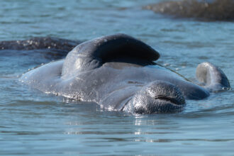 A manatee swims in the Haulover Canal waterway on June 4 in Mims, Florida. Credit: Joe Raedle/Getty Images