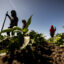 Farmworkers wear protective clothing while working in a bell pepper field through a heat wave on July 3 in Camarillo, California. Credit: Etienne Laurent/AFP via Getty Images