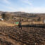 A farmer walks through his field of dried-up crops in the Butha-Buthe District of Lesotho on Aug. 7. Credit: Phill Magakoe/AFP via Getty Images