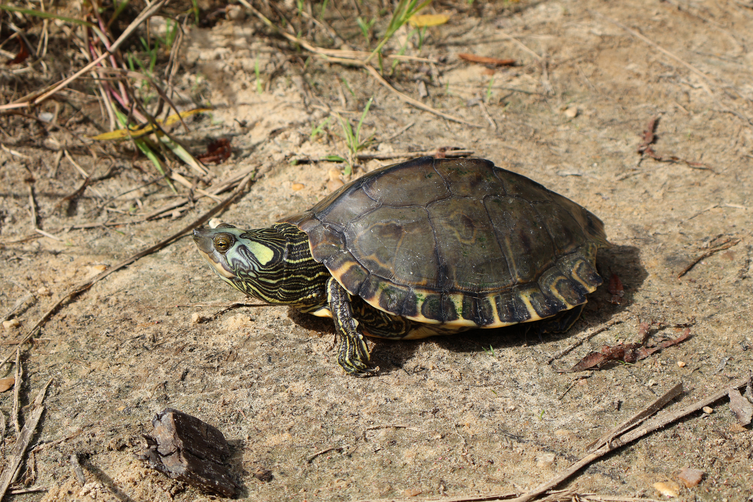 A River map turtle sits on the beach along the Bogue Chitto creek at Walker’s Bridge Water Park in southern Mississippi. Credit: Elise Plunk/Louisiana Illuminator