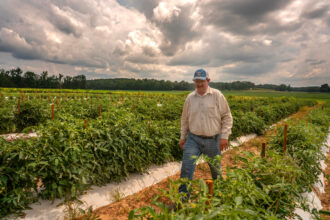 Michael Katrutsa walks through rows of tomatoes on his 20-acre produce farm in Camden, Tennessee. His crops also include sweet corn, watermelon, cantaloupe, peppers, cucumbers, okra and more. Credit: John Partipilo/Tennessee Lookout