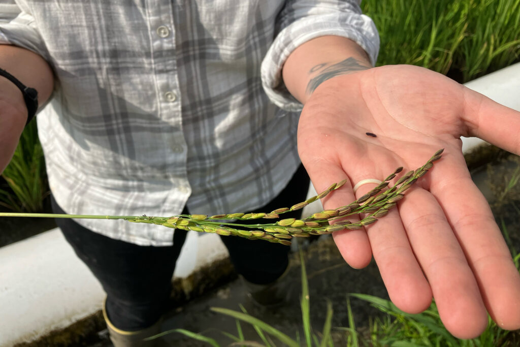 Sixth-generation Arkansas farmer Hallie Shoffner grows specialty rice like basmati, jasmine and sushi rice, on her farm near Newport, Arkansas. Credit: Phillip Powell/Arkansas Times