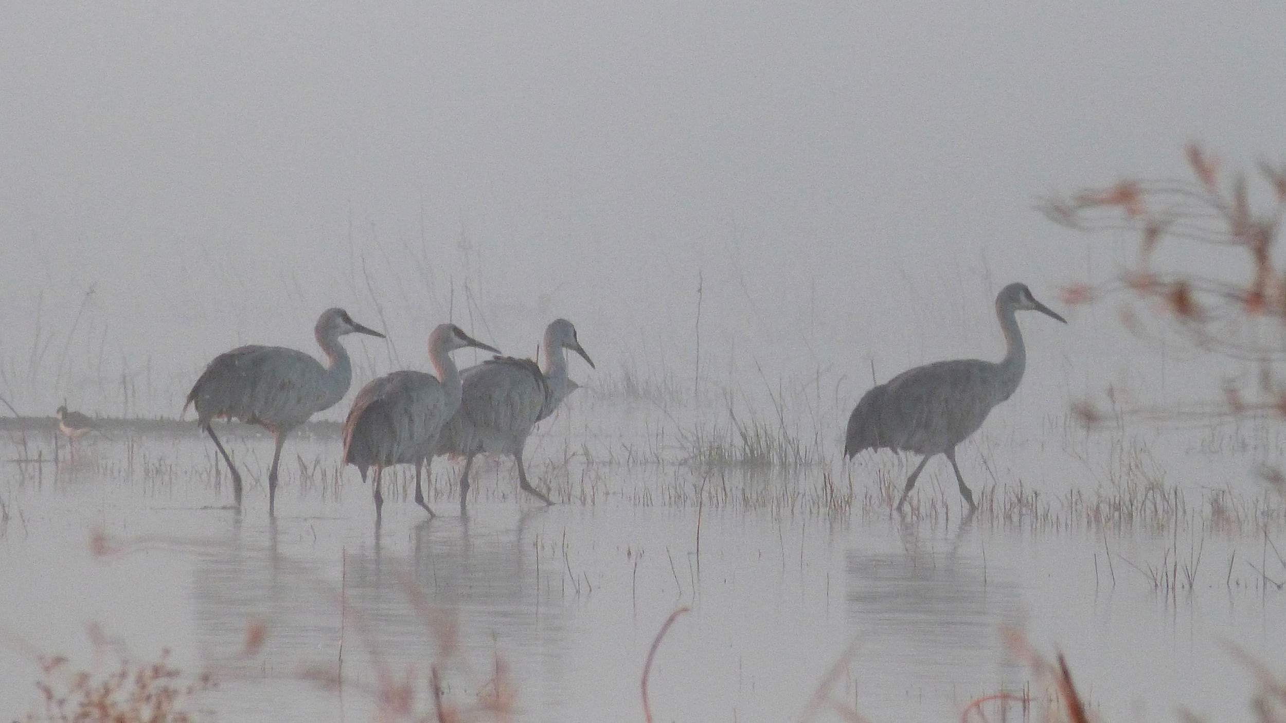 Migrating sandhill cranes will benefit from Prop 4 funds allocated to Salton Sea habitat projects. Credit: Liza Gross/Inside Climate News