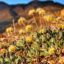 Tiehm's buckwheat flower. Credit: Patrick Donnelly/Center for Biological Diversity